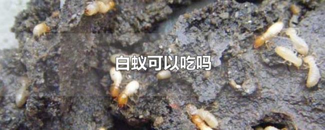 白蚁可以吃吗 白蚁可以吃吗