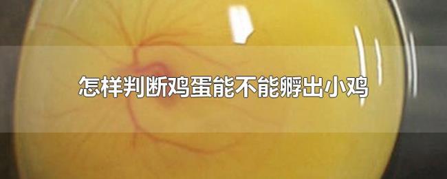 怎样判断鸡蛋能不能孵出小鸡