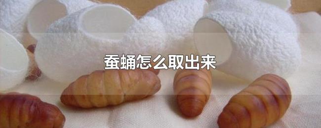 蚕蛹怎么取出来 蚕蛹怎么取出来