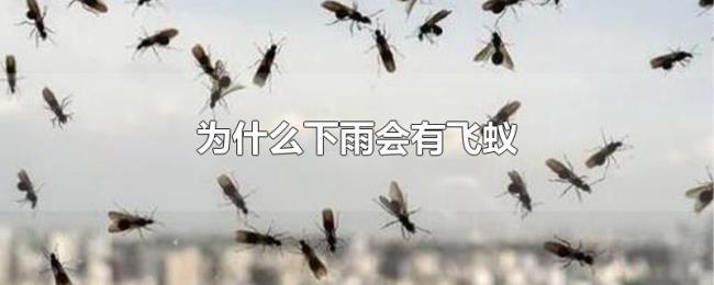 为什么下雨会有飞蚁