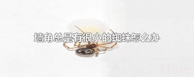 墙角总是有很小的蜘蛛怎么办