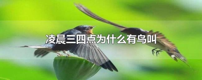 凌晨三四点为什么有鸟叫 凌晨三四点为什么有鸟叫