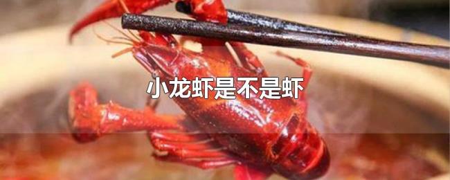小龙虾是不是虾 小龙虾是不是虾