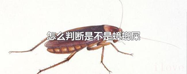 怎么判断是不是蟑螂屎 怎么判断是不是蟑螂屎