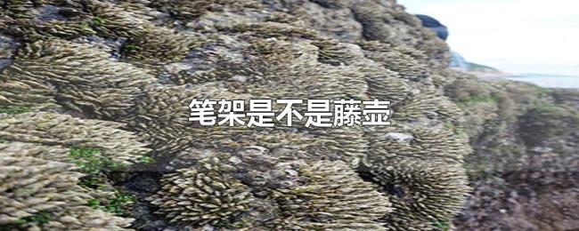 笔架是不是藤壶 笔架是不是藤壶