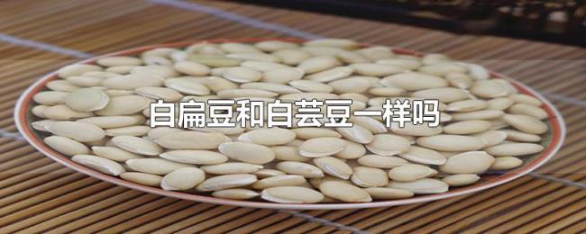 白扁豆和白芸豆一样吗