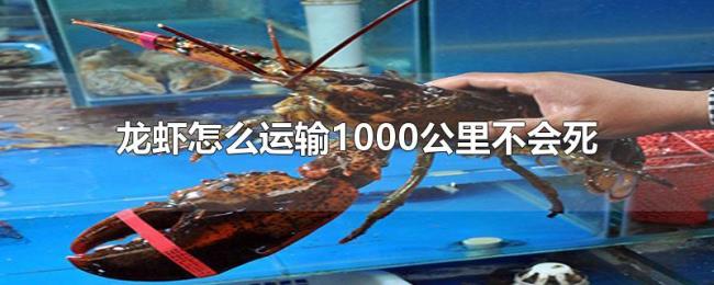 龙虾怎么运输1000公里不会死