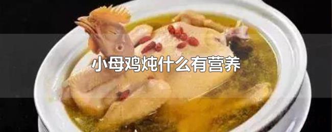 小母鸡炖什么有营养