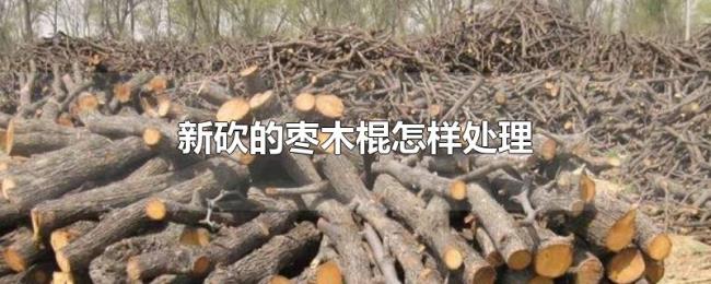 新砍的枣木棍怎样处理 新砍的枣木棍怎样处理