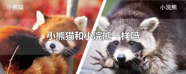 小熊猫和小浣熊一样吗
