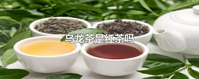 乌龙茶是红茶吗