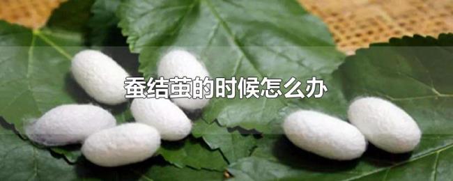 蚕结茧的时候怎么办 蚕结茧的时候怎么办