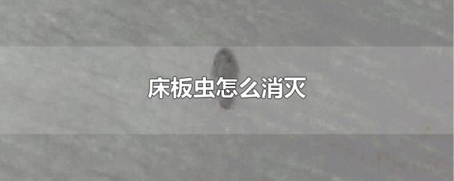 床板虫怎么消灭 床板虫怎么消灭