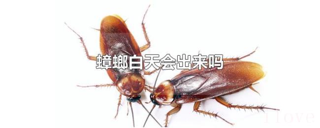 蟑螂白天会出来吗 蟑螂白天会出来吗