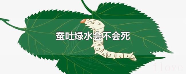 蚕吐绿水会不会死 蚕吐绿水会不会死