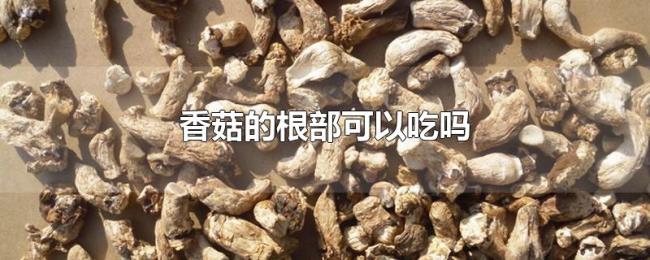 香菇的根部可以吃吗 香菇的根部可以吃吗