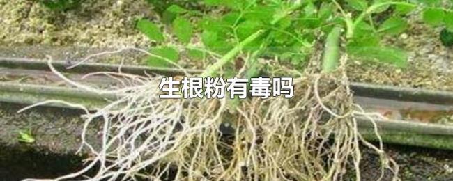 生根粉有毒吗 生根粉有毒吗