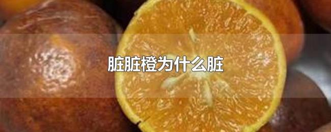 脏脏橙为什么脏 脏脏橙为什么脏