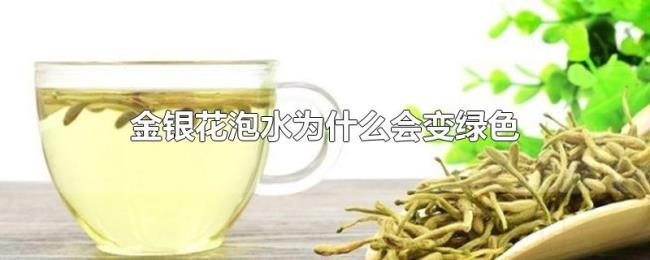 金银花泡水为什么会变绿色 金银花泡水为什么会变绿色