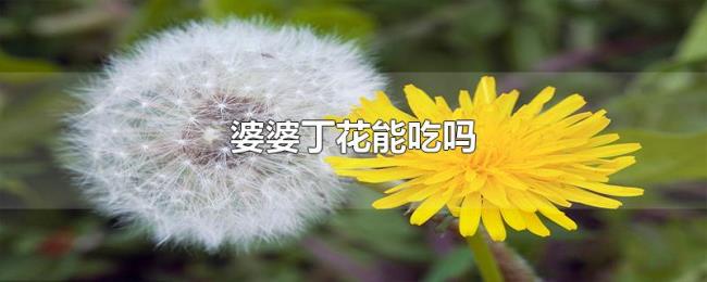婆婆丁花能吃吗 婆婆丁花能吃吗