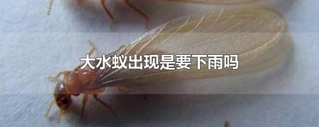 大水蚁出现是要下雨吗 大水蚁出现是要下雨吗