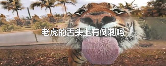 老虎的舌头上有倒刺吗 老虎的舌头上有倒刺吗