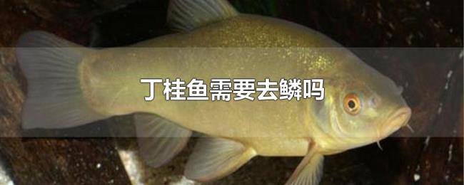 丁桂鱼需要去鳞吗 丁桂鱼需要去鳞吗