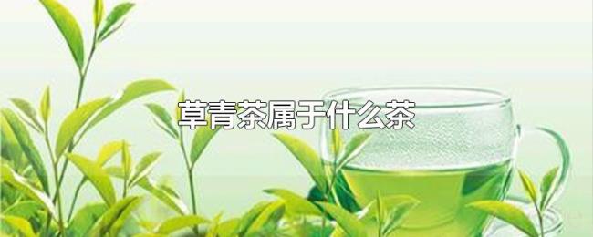 草青茶属于什么茶 草青茶属于什么茶