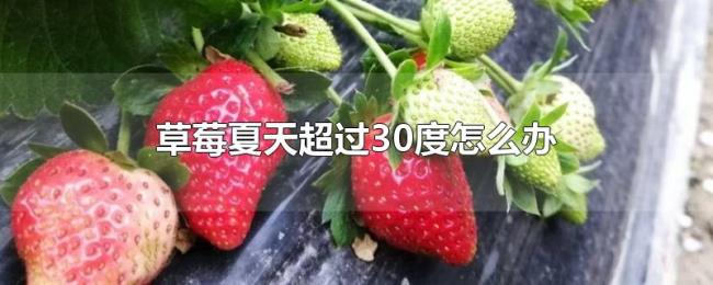 草莓夏天超过30度怎么办 草莓夏天超过30度怎么办