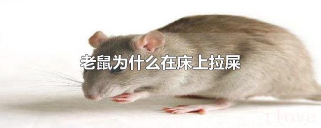 老鼠为什么在床上拉屎 老鼠为什么在床上拉屎