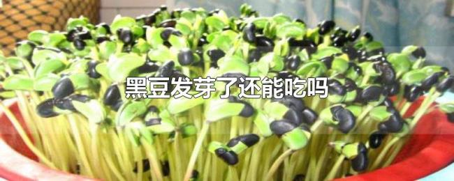 黑豆发芽了还能吃吗 黑豆发芽了还能吃吗