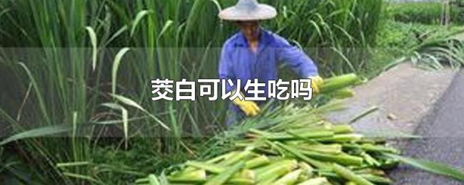 茭白可以生吃吗 茭白可以生吃吗