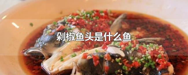 剁椒鱼头是什么鱼