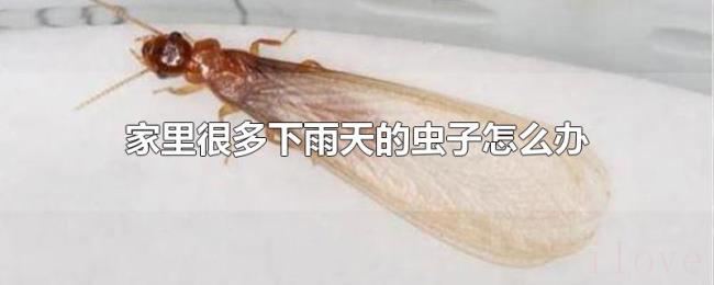 家里很多下雨天的虫子怎么办