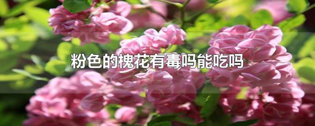 粉色的槐花有毒吗能吃吗 粉色的槐花有毒吗能吃吗
