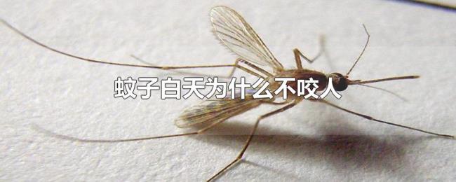 蚊子白天为什么不咬人