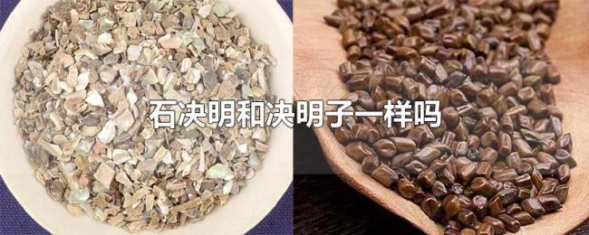 石决明和决明子一样吗 石决明和决明子一样吗