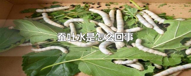 蚕吐水是怎么回事 蚕吐水是怎么回事