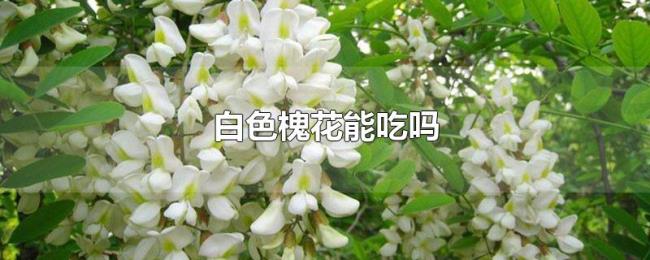 白色槐花能吃吗