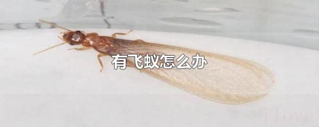有飞蚁怎么办 有飞蚁怎么办