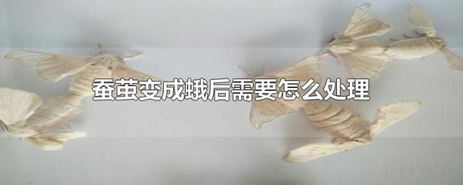 蚕茧变成蛾后需要怎么处理
