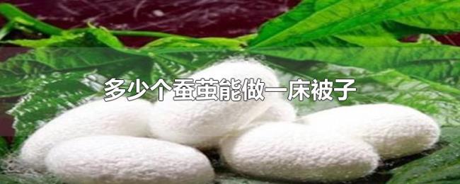 多少个蚕茧能做一床被子 多少个蚕茧能做一床被子