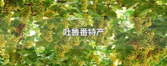 吐鲁番特产 吐鲁番特产