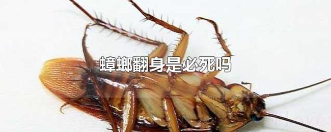 蟑螂翻身是必死吗 蟑螂翻身是必死吗