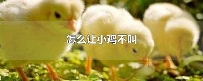 怎么让小鸡不叫