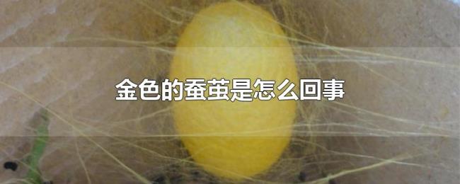 金色的蚕茧是怎么回事 金色的蚕茧是怎么回事