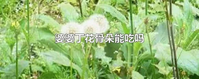 婆婆丁花骨朵能吃吗 婆婆丁花骨朵能吃吗