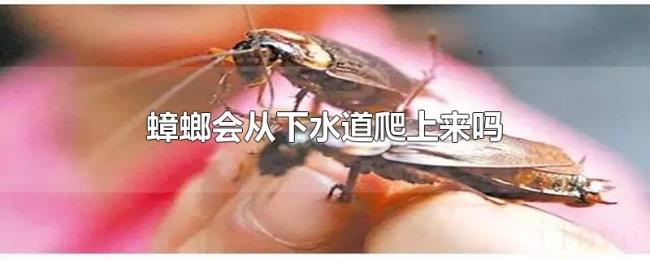 蟑螂会从下水道爬上来吗
