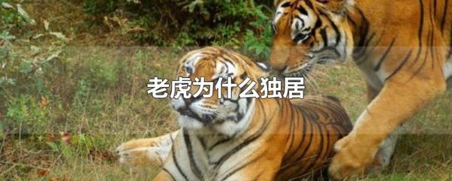 老虎为什么独居 老虎为什么独居