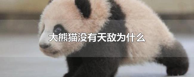 大熊猫没有天敌为什么 大熊猫没有天敌为什么